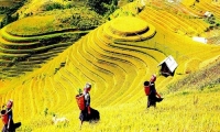Sapa mùa lúa chín (4 ngày - 3 đêm)